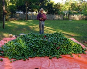 Productor de Caazapá comercializa más de 800 kilos de locote con apoyo técnico del MAG - ADN Digital