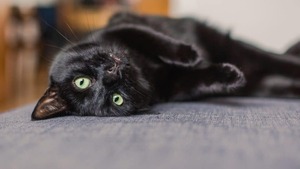 Alerta por Halloween: piden proteger a las mascotas negras ante posibles ataques y rituales