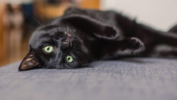 Alerta por Halloween: piden proteger a las mascotas negras ante posibles ataques y rituales