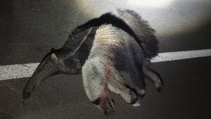 Matan de un disparo a oso hormiguero en Concepción