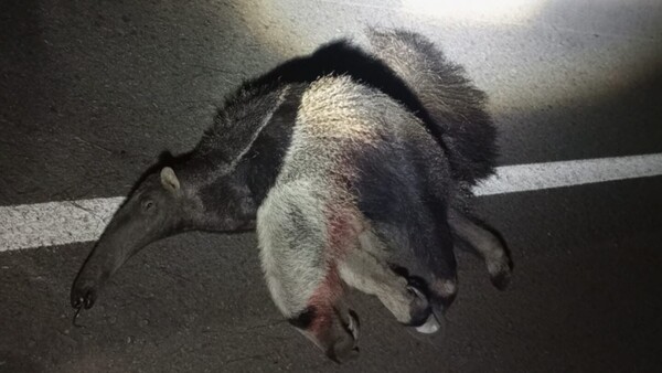 Matan de un disparo a oso hormiguero en Concepción