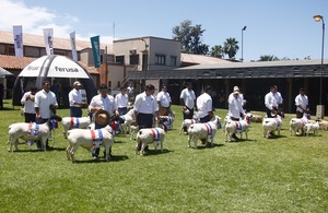 Más de 300 ejemplares y jurado africano, la Expo Nacional Dorper lista para las competencias