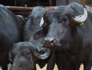 Vientres preñados a más de Gs. 10,7 millones: feria de Bubillas marcó un nuevo techo en precios