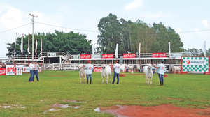 Expo Guairá 2025: Expectativa de $10 Millones en Ganadería