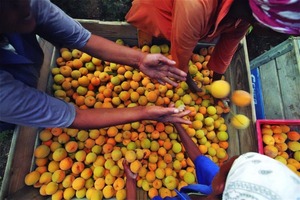 AgriConnect: El plan del Banco Mundial para la agricultura familiar