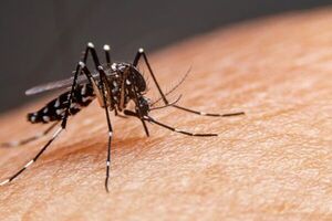 Salud comenzará en noviembre la vacunación contra el dengue - Concepción al Día