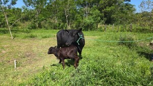 Ganadero donó una vaca lechera con su cría a abuela que fue víctima de cuatreros