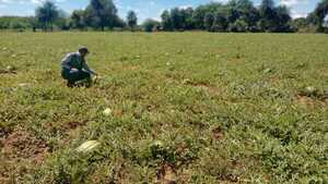Productores de Timbo’i fortalecen la producción de sandía y sésamo negro