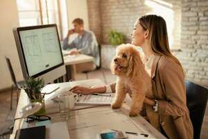 Mascotas en el trabajo: la nueva tendencia que mejora el bienestar y llega tímidamente a Paraguay - Mascotas - ABC Color