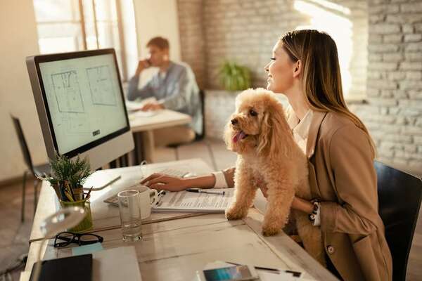 Mascotas en el trabajo: la nueva tendencia que mejora el bienestar y llega tímidamente a Paraguay - Mascotas - ABC Color