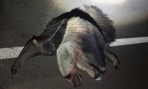 Matan de un disparo a oso hormiguero en Concepción – Prensa 5