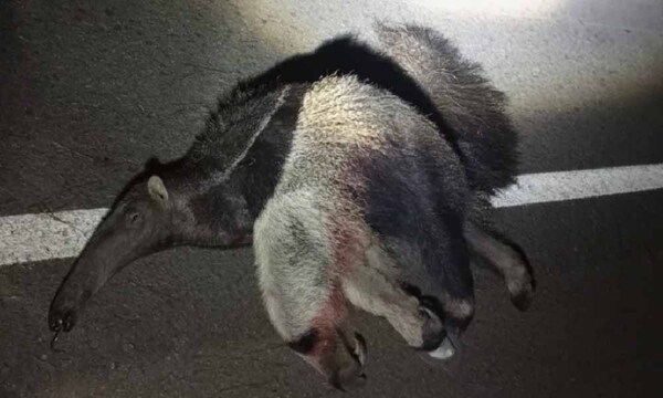 Matan de un disparo a oso hormiguero en Concepción – Prensa 5