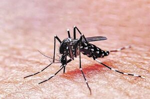Paraguay inicia en noviembre la vacunación contra el dengue: primeras dosis llegarán al país