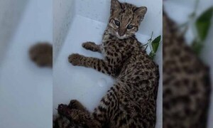 Rescataron a un tirika en Coronel Oviedo – Prensa 5