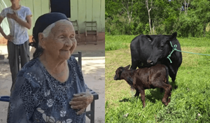 Ganadero anónimo regala una vaca lechera con su cría a una abuelita víctima del abigeato - Noticiero Paraguay