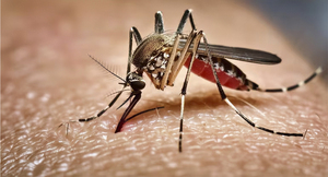 PARAGUAY INICIARÁ VACUNACIÓN CONTRA EL DENGUE EN NOVIEMBRE