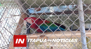 “JULIETA” HABRÍA SIDO HERIDA CON UN ARMA DE AIRE COMPRIMIDO EN ENCARNACIÓN