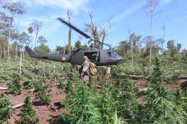 Caazapá es el departamento de mayor injerencia en el cultivo de drogas - Nacionales - ABC Color