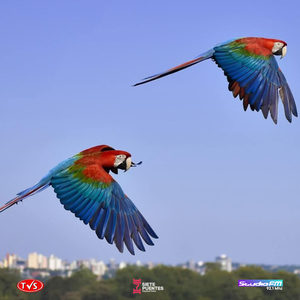 INDIGNACIÓN EN ENCARNACIÓN POR PRESUNTO ATAQUE A UN GUACAMAYO URBANO - «TVS DIGITAL»