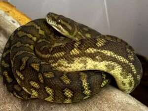 Revelan qué pasó de los animales exóticos incautados en Puente de la Amistad - ABC en el Este - ABC Color