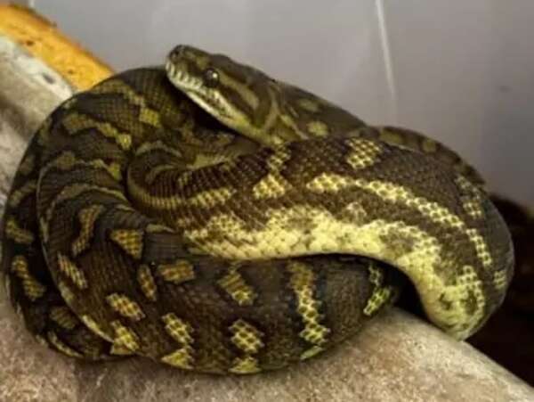 Revelan qué pasó de los animales exóticos incautados en Puente de la Amistad - ABC en el Este - ABC Color