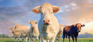 Importación de carne argentina a EE. UU