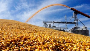 Exportaciones de maíz se disparan: Paraguay triplica sus envíos en tres meses - ADN Digital
