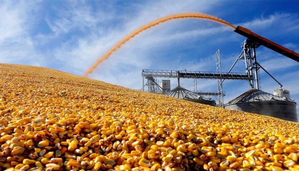 Exportaciones de maíz se disparan: Paraguay triplica sus envíos en tres meses - ADN Digital