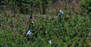 La Nación / Carteles mexicanos lideran exportación de narcocultivos de Colombia