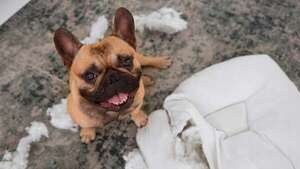 ¿Cómo saber si tu perro tiene ansiedad?: señales que muchos dueños ignoran - Mascotas - ABC Color