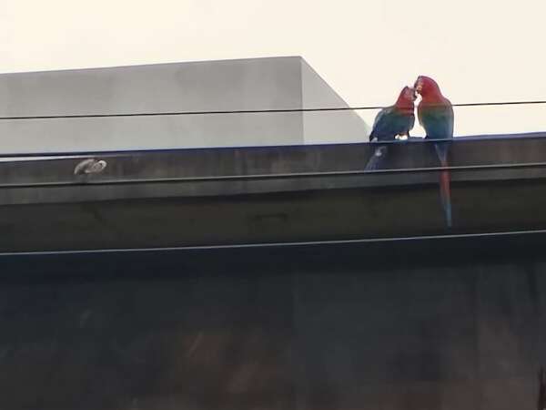 Julieta, la guacamaya de Encarnación, fue herida con un arma de aire comprimido - Nacionales - ABC Color