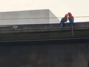 Herida con arma de aire comprimido la guacamaya Julieta en Encarnación