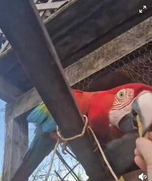 Popular / Guacamaya "Julieta" fue trasladada a Asunción tras recibir un disparo de arma de fuego