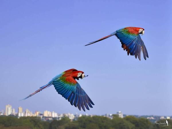 ¡Un infeliz disparó a Julieta, la guacamaya que con Romeo enternecían a los encarnacenos!