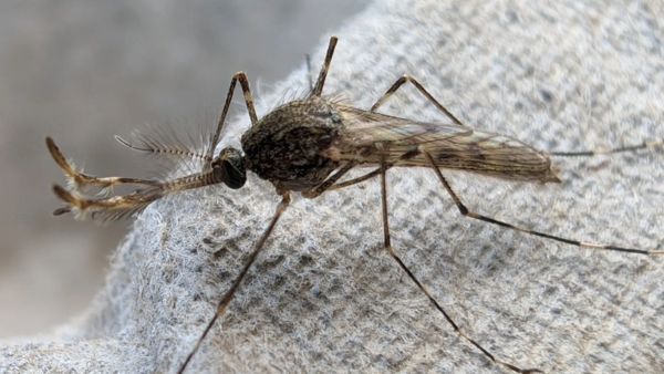 Detectan por primera vez mosquitos en Islandia
