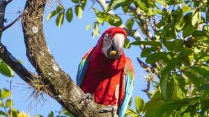 Guacamaya de Encarnación fue herida y trasladada a Asunción para recibir atención especializada