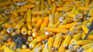 Boom del maíz: las exportaciones se triplican y se suman nuevos destinos al mapa comercial