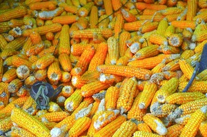 Récord: Exportaciones de maíz alcanzan USD 384 millones