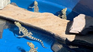 Animales rescatados en el puente se recuperan en un refugio