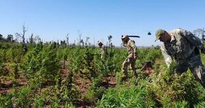La Nación / Operación Nueva Alianza asesta golpe económico de USD 44 millones al narcotráfico