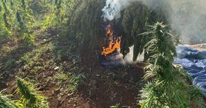 Diario HOY | Eliminan 98 hectáreas de marihuana en la frontera