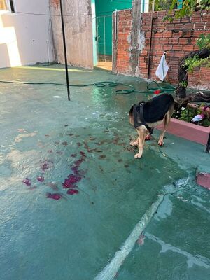 Vecinos de Pacú Cuá viven con miedo por un perro presuntamente agresivo que habría atacado a otra mascota