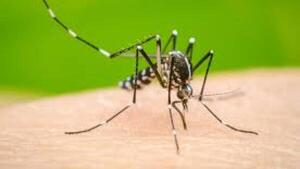 Vacunación contra el dengue arrancará en noviembre para niños de 6 a 8 años