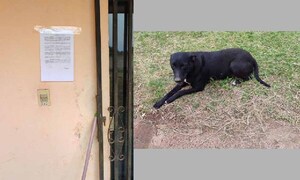 Rescataron a un perro que fue abandonado en una casa en Coronel Oviedo – Prensa 5