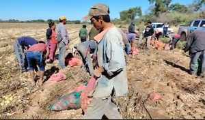 Trabajo que alimenta: la cosecha de cebolla, sustento de decenas de familias indígenas en el Chaco