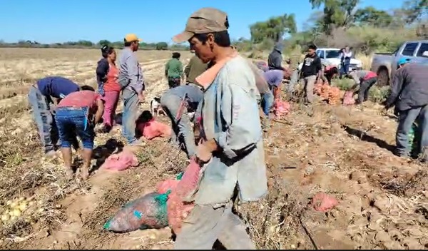 Trabajo que alimenta: la cosecha de cebolla, sustento de decenas de familias indígenas en el Chaco