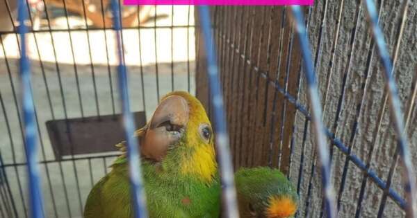 La Nación / Rescatan aves silvestres víctimas de maltrato y venta ilegal en Luque