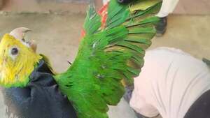 Atrapan a un hombre que vendía loros con las plumas teñidas