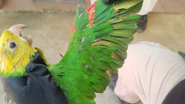 Atrapan a un hombre que vendía loros con las plumas teñidas