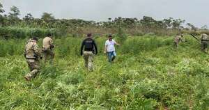 La Nación / Itakyry: desmantelan laboratorio clandestino e incautan cuatro toneladas de marihuana